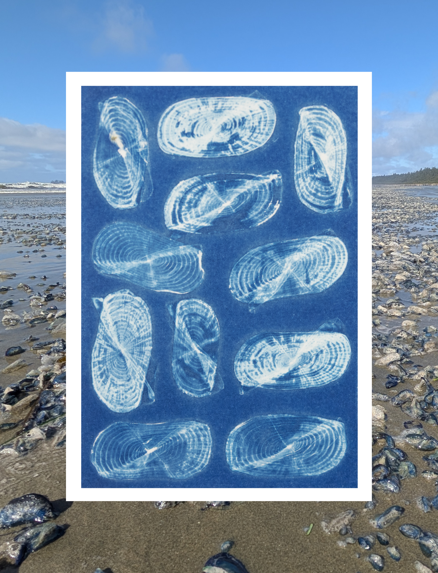 Velella velellas - Art Card