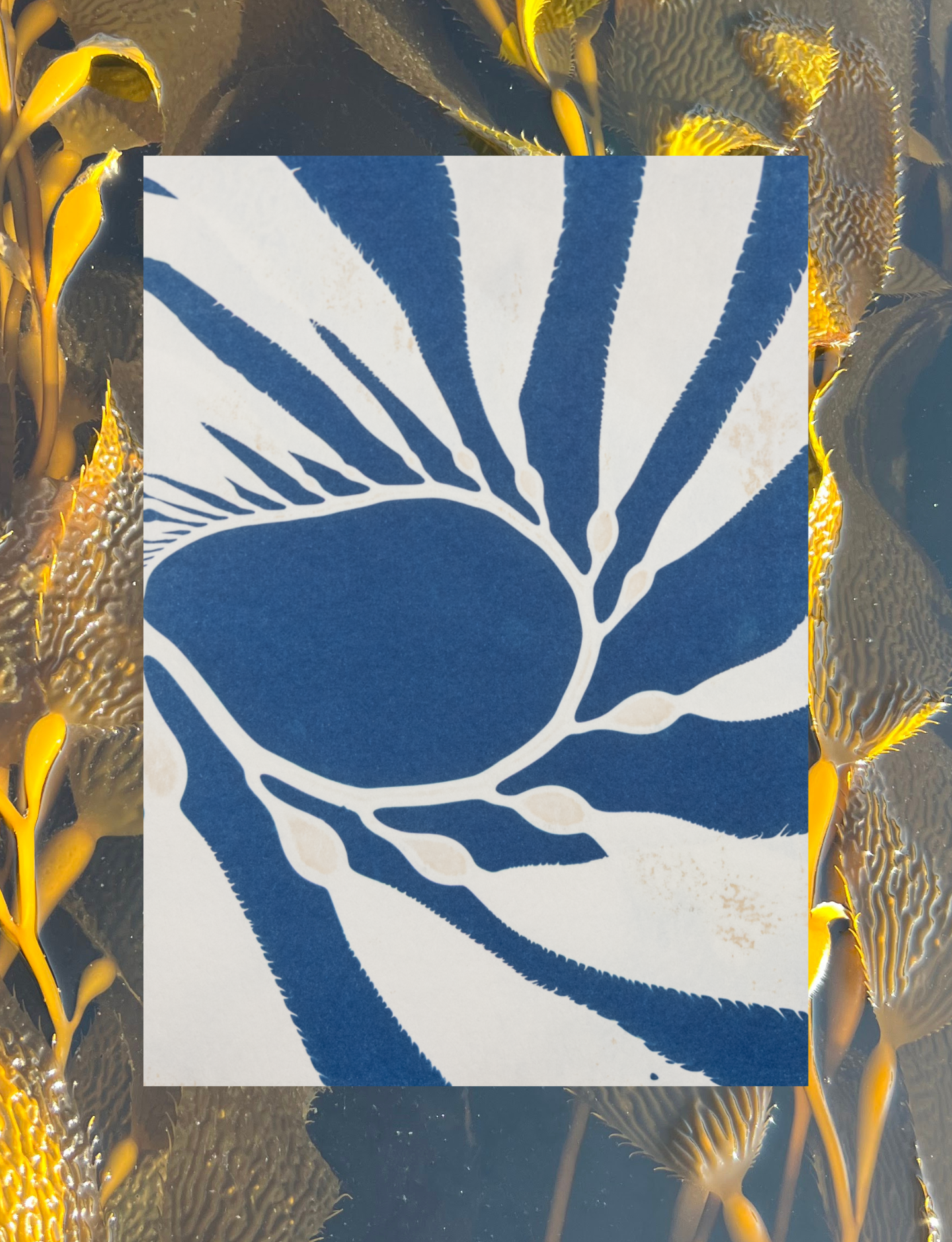Giant Kelp (Macrocystis) - Art Card